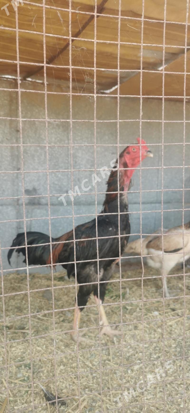 horaz - Halaç - img 2