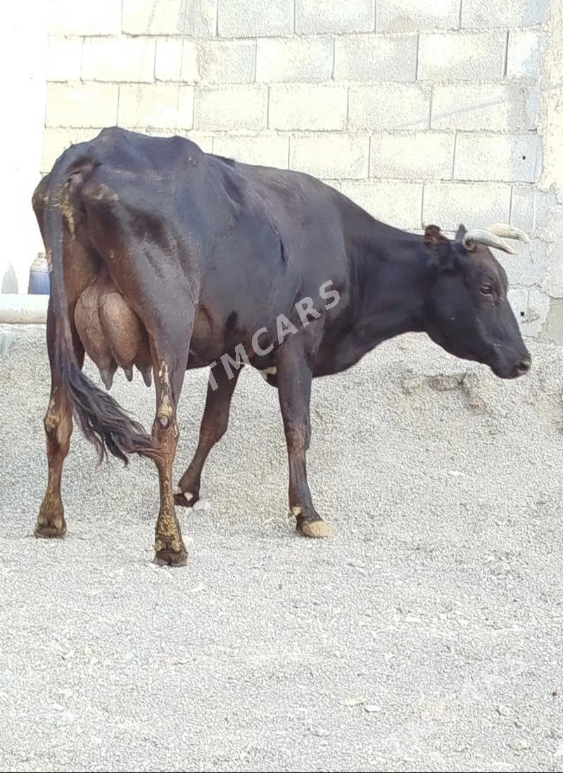 Gbrit Sagylyan Sygyr - Гёкдепе - img 2