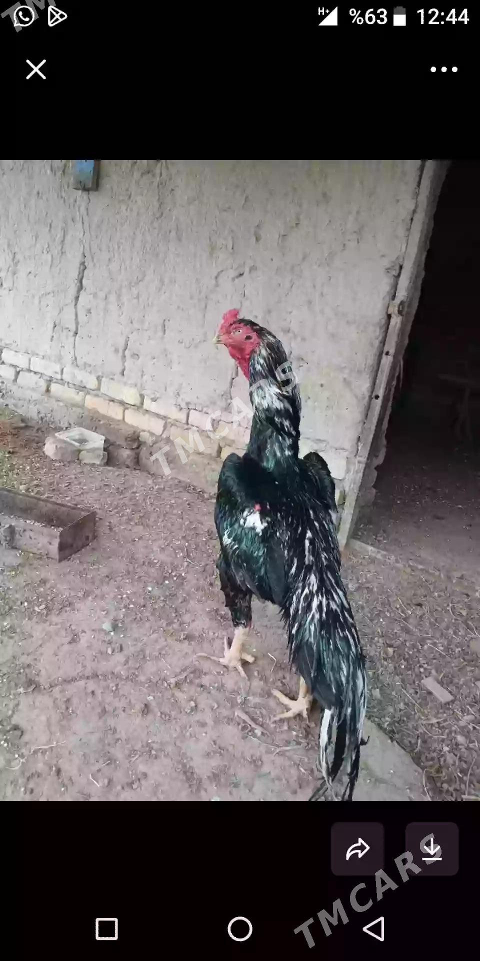 Taskent horaz we juyjesi - Дашогуз - img 1
