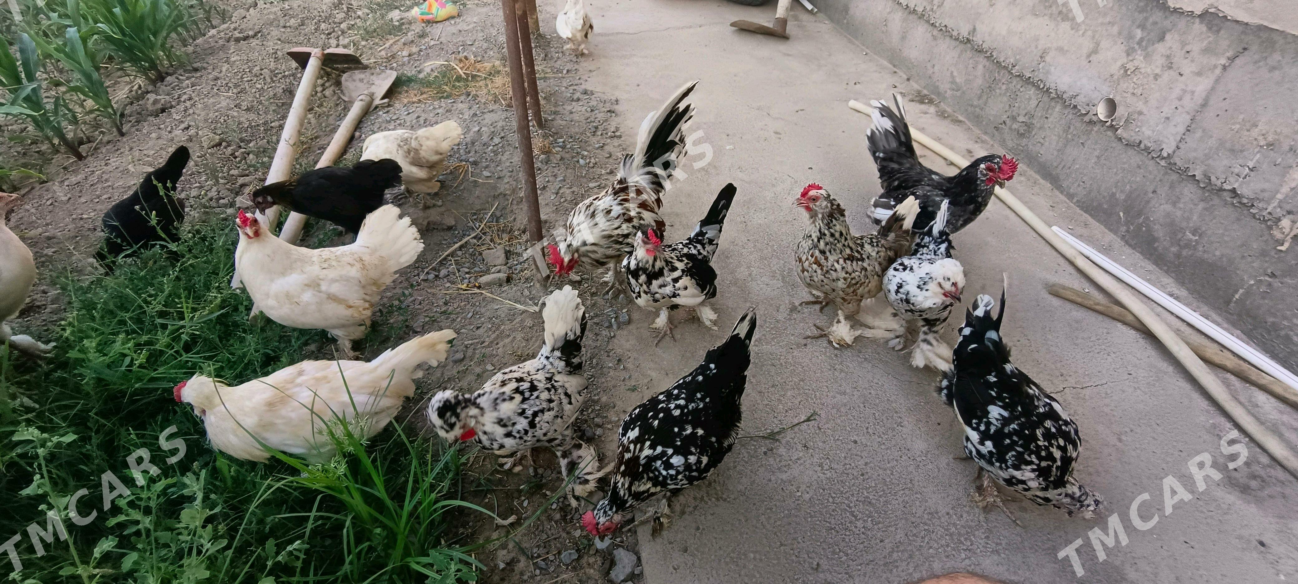 ýaponçikler - Türkmenabat - img 2