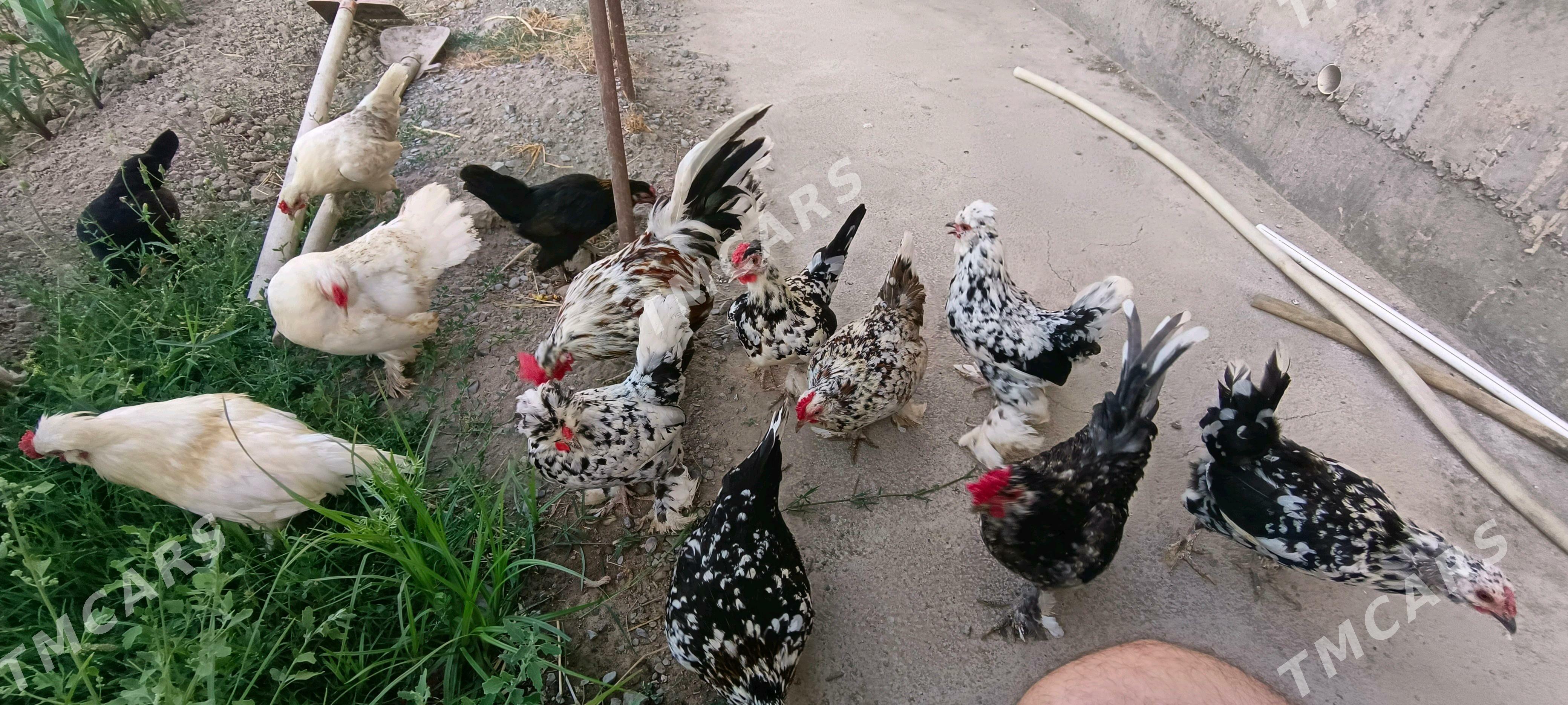ýaponçikler - Türkmenabat - img 3