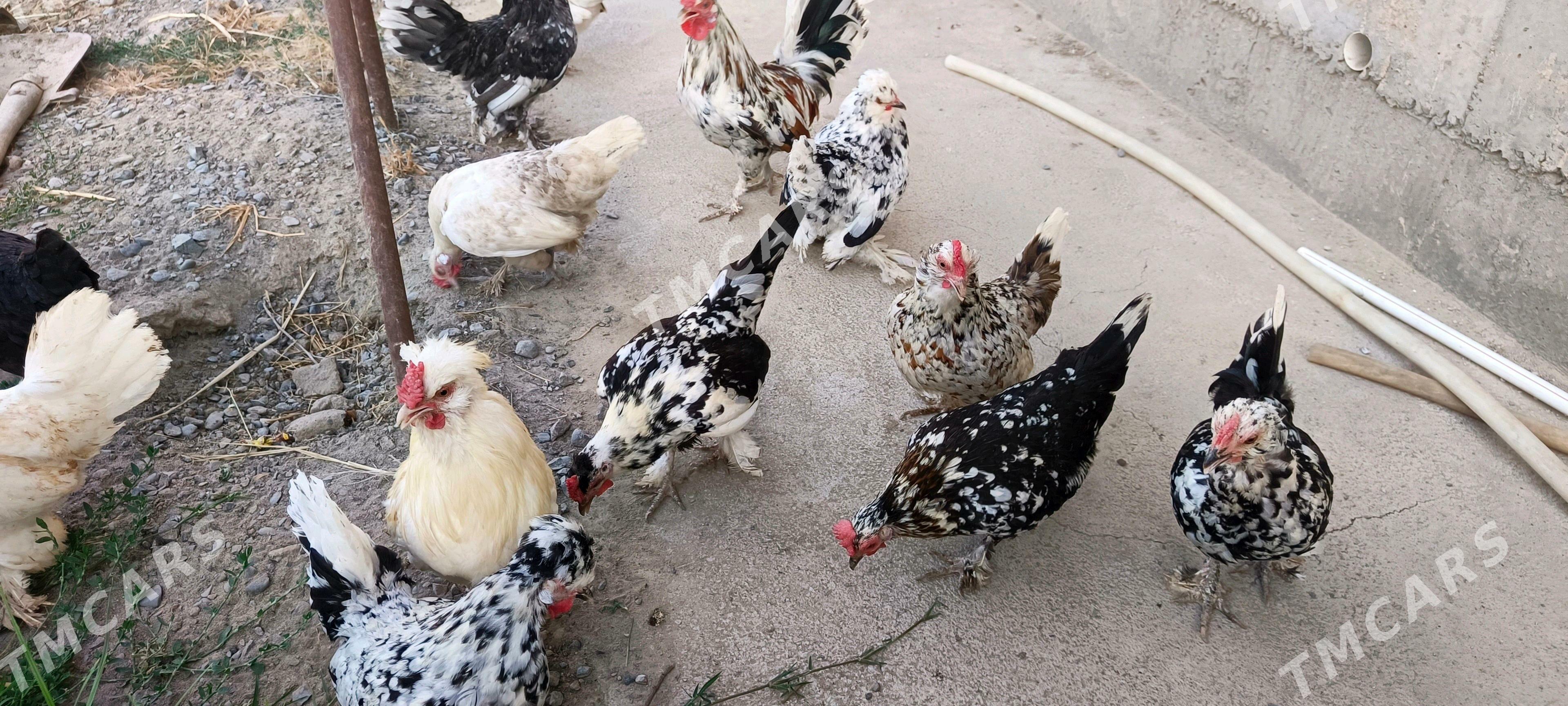 ýaponçikler - Türkmenabat - img 1