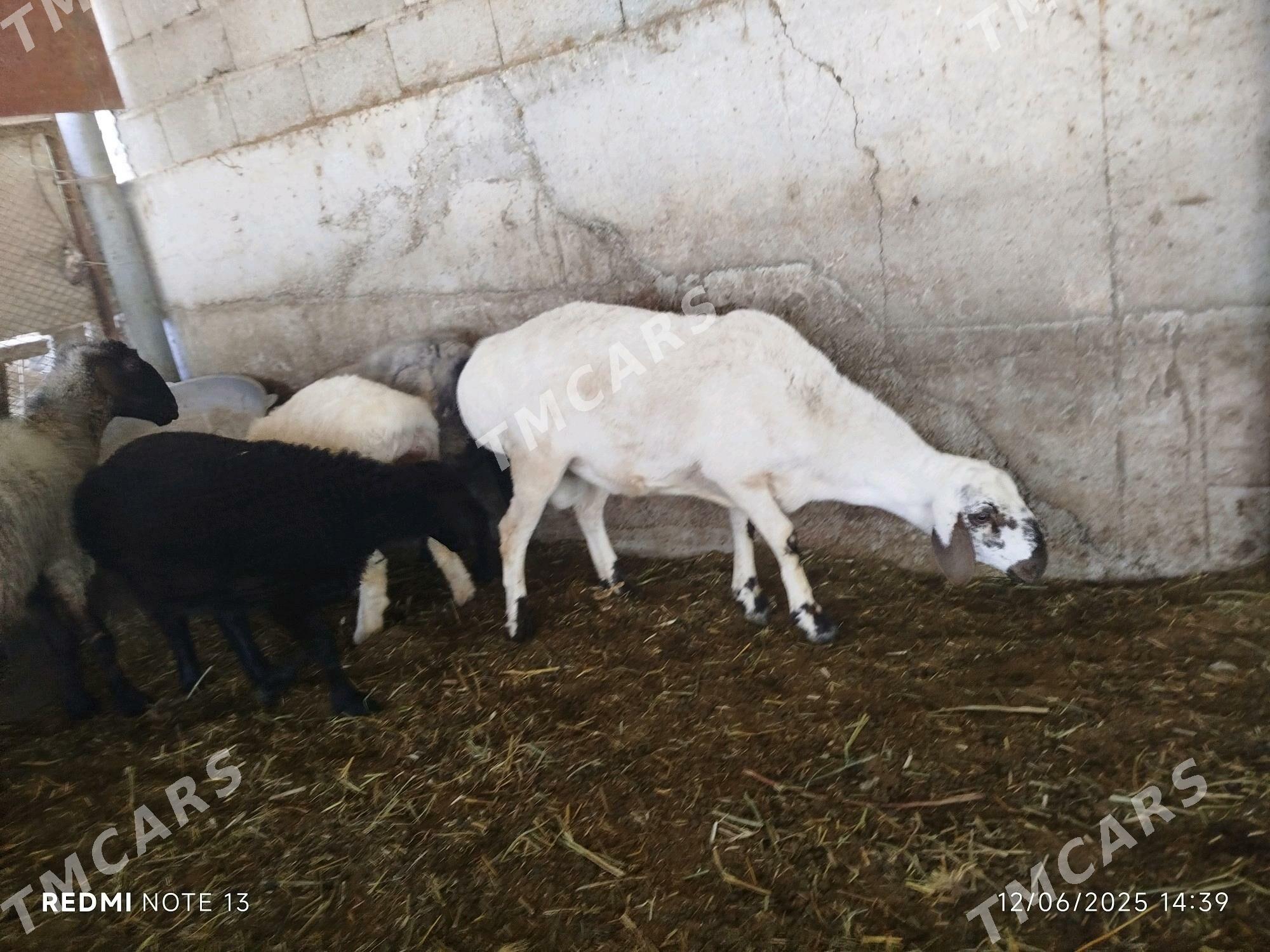 Gisar goç höwür üçin tohumlyk - Янбаш - img 2