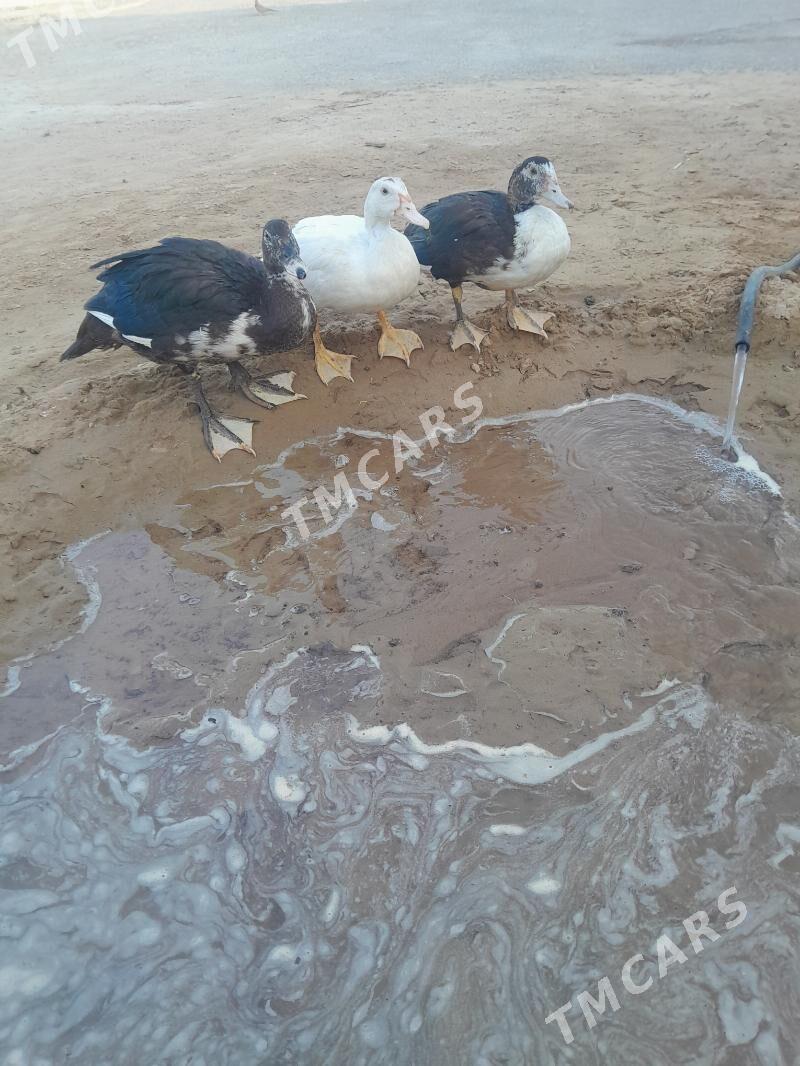 indautga - Garadamak Şor - img 2