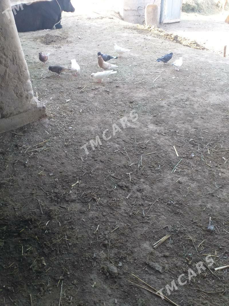 Kepderi - Akdepe - img 2