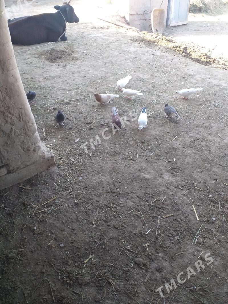 Kepderi - Akdepe - img 5