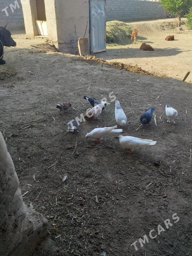 Kepderi - Akdepe - img 10