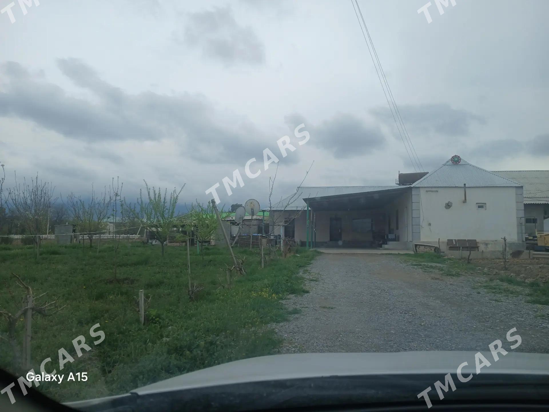Gokdepe kelejar obasy - Гёкдепе - img 3