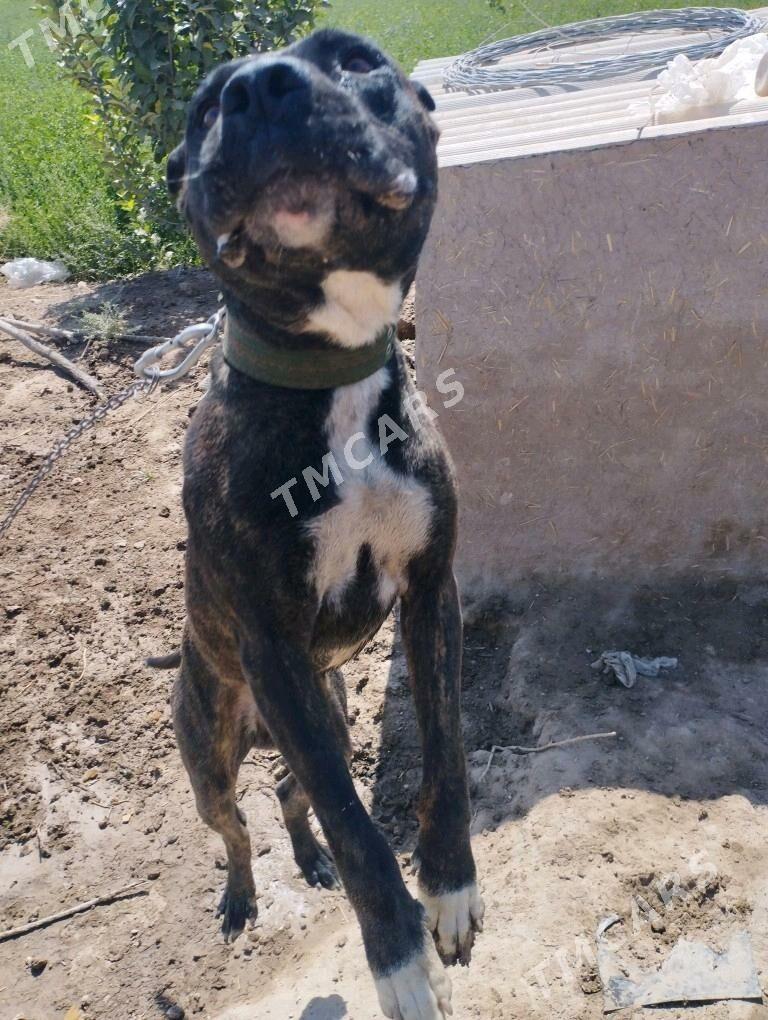 pitbul - Sakar - img 2