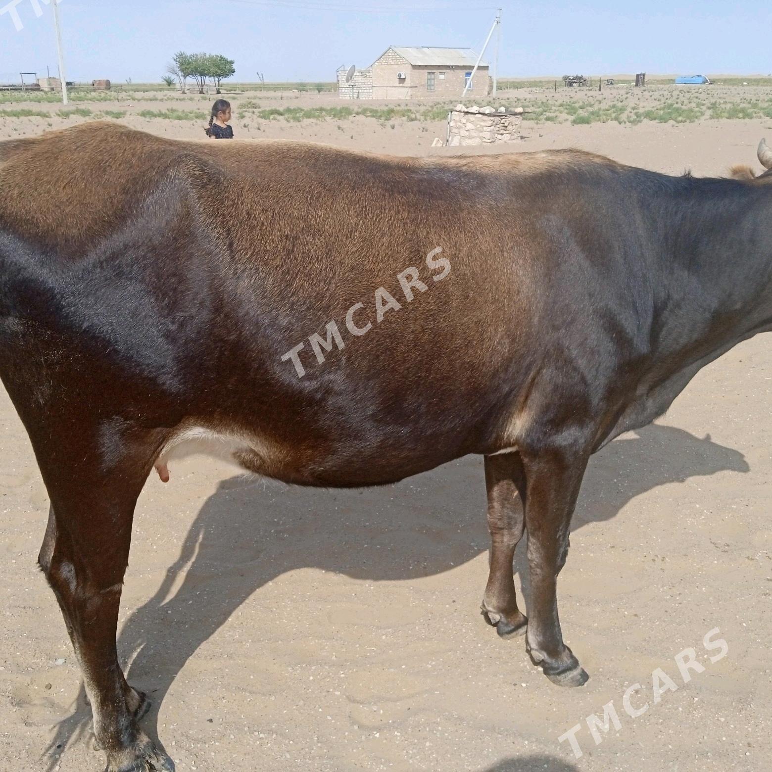 sygyr - Türkmenbaşy - img 2