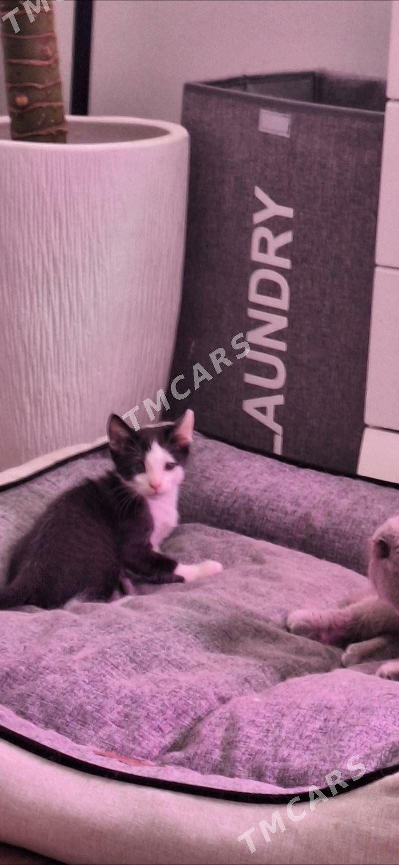 Котенок в добрые руки - Ашхабад - img 6