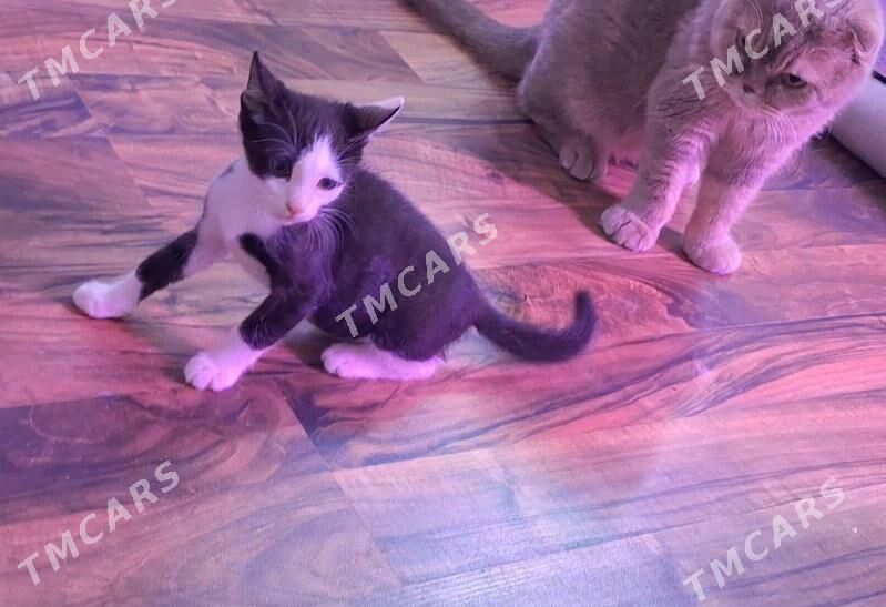 Котенок в добрые руки - Ашхабад - img 2