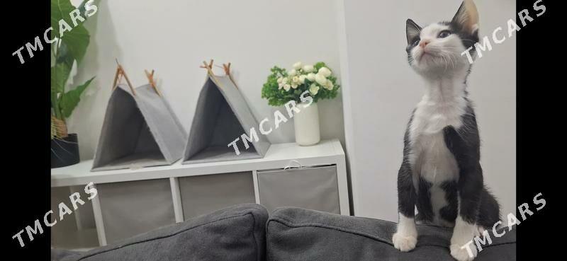 Котенок в добрые руки - Ашхабад - img 3