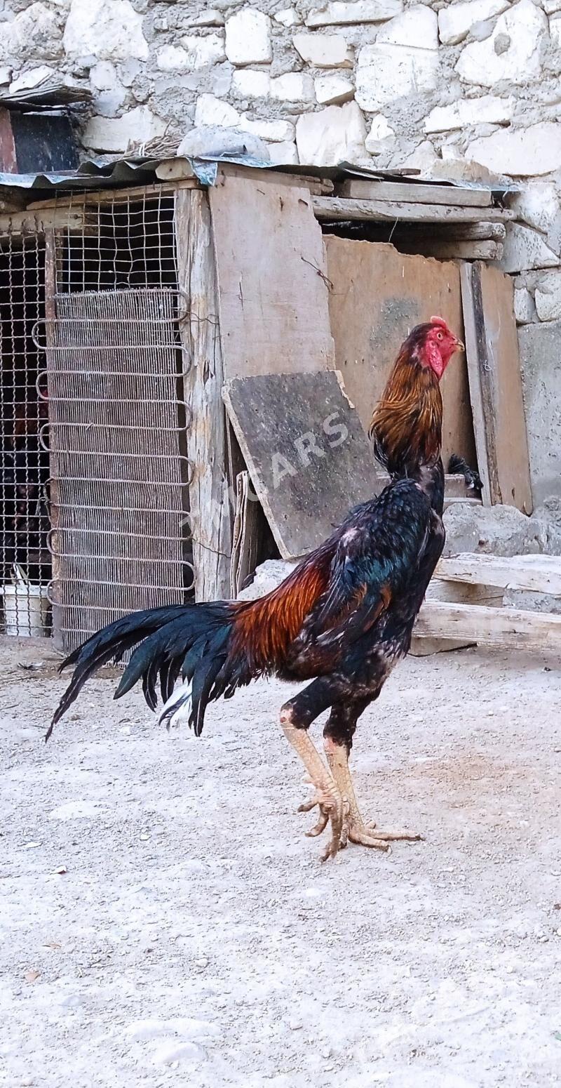 Taşkent horaz - Balkanabat - img 3
