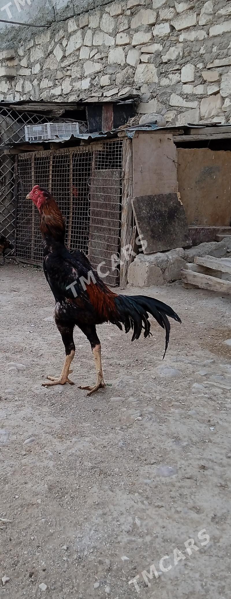 Taşkent horaz - Balkanabat - img 4