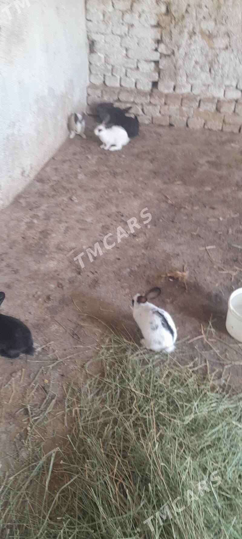 towsan - Кака - img 3