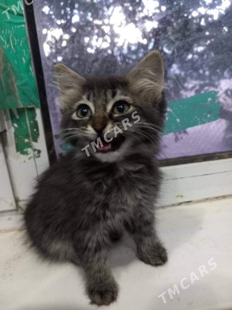 Котята - Туркменбаши - img 5