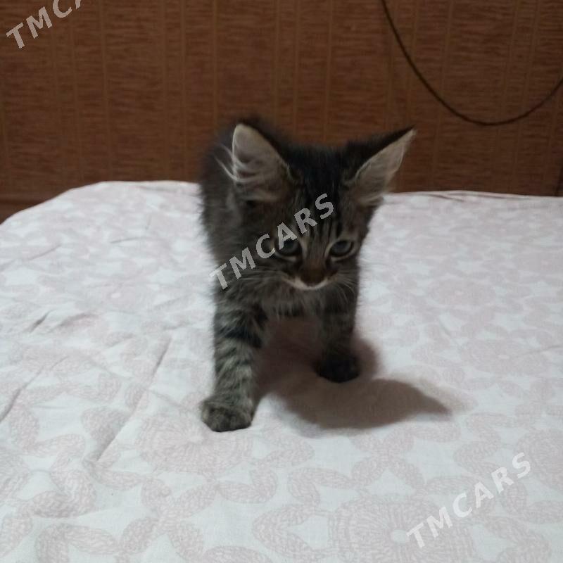 Котята - Туркменбаши - img 3