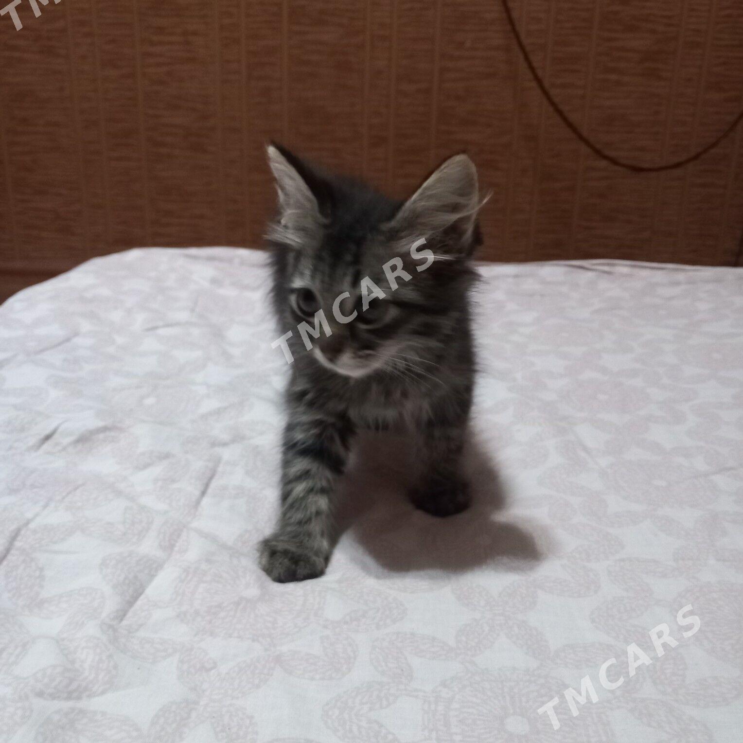 Котята - Туркменбаши - img 2