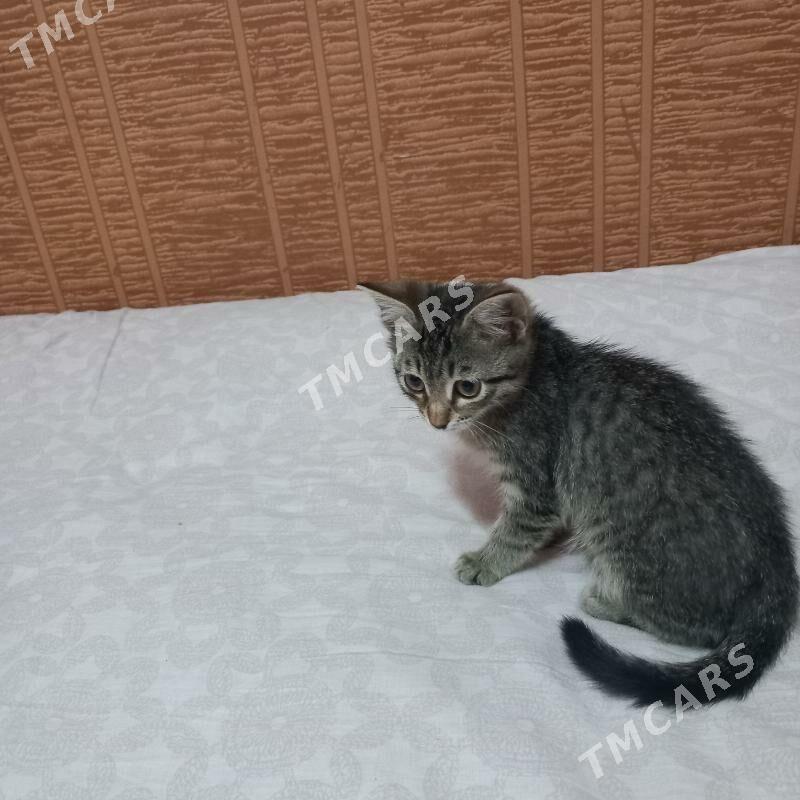 Котята - Туркменбаши - img 4