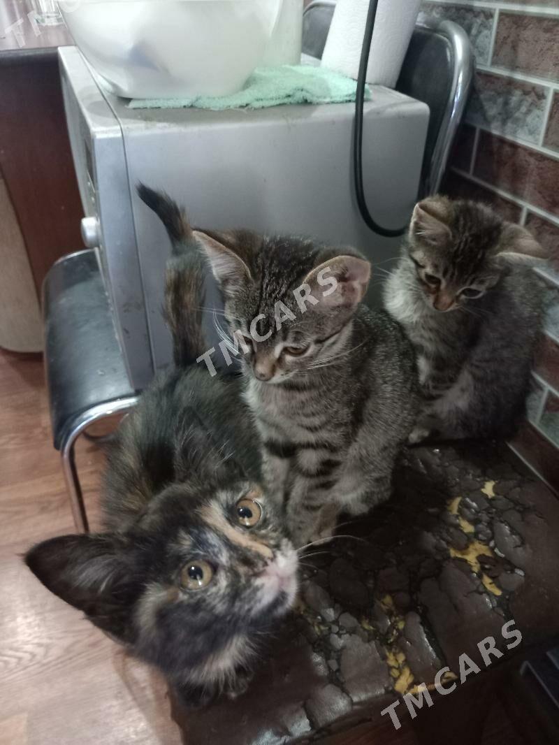 Котята - Туркменбаши - img 7