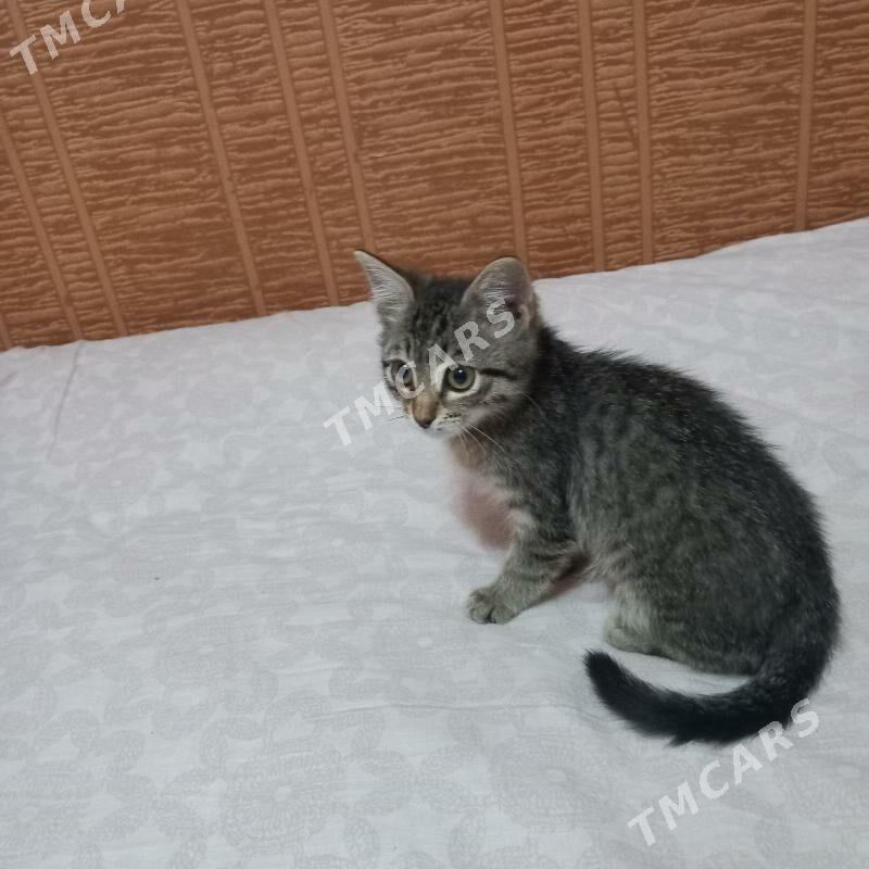 Котята - Туркменбаши - img 8