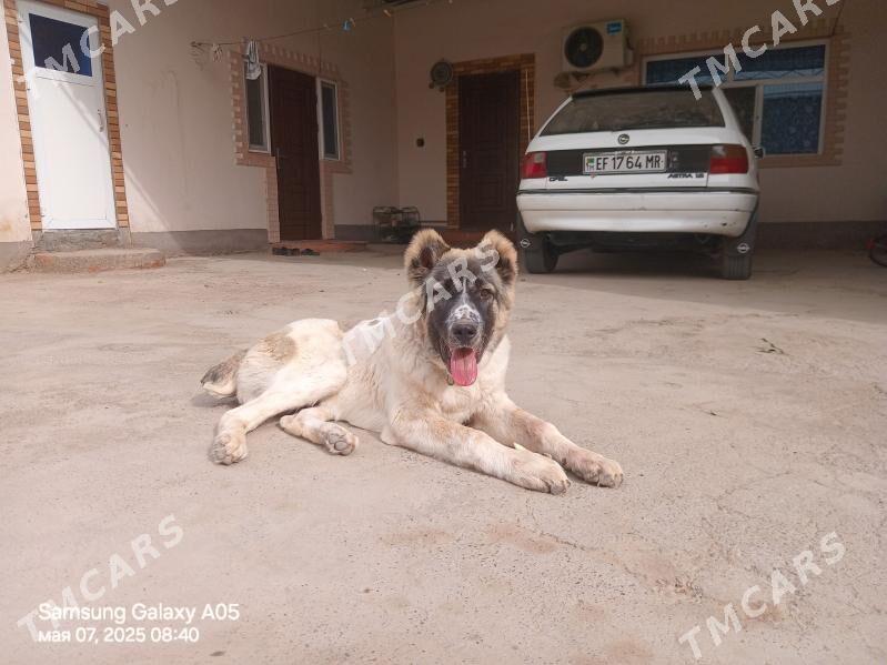 Güjük - Mary - img 2