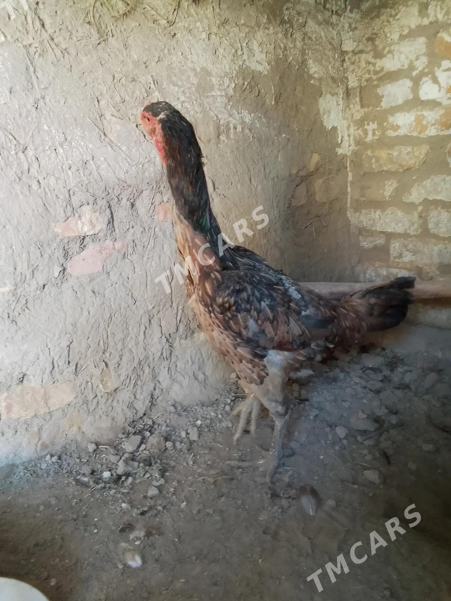 baysowy towyk - Sakar - img 2