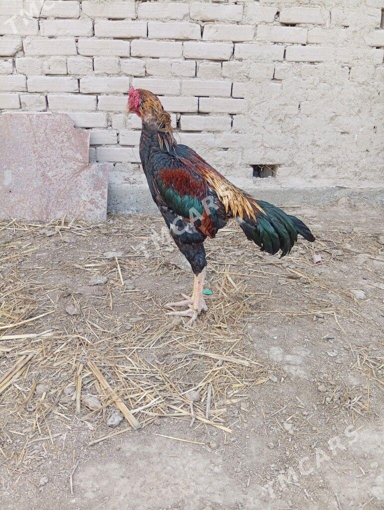 horaz - Şabat etr. - img 2