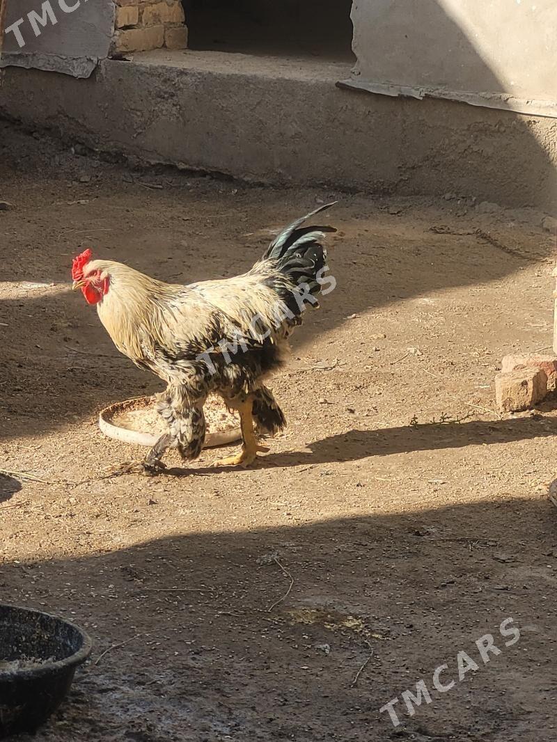 Brama Horaz - Daşoguz - img 2