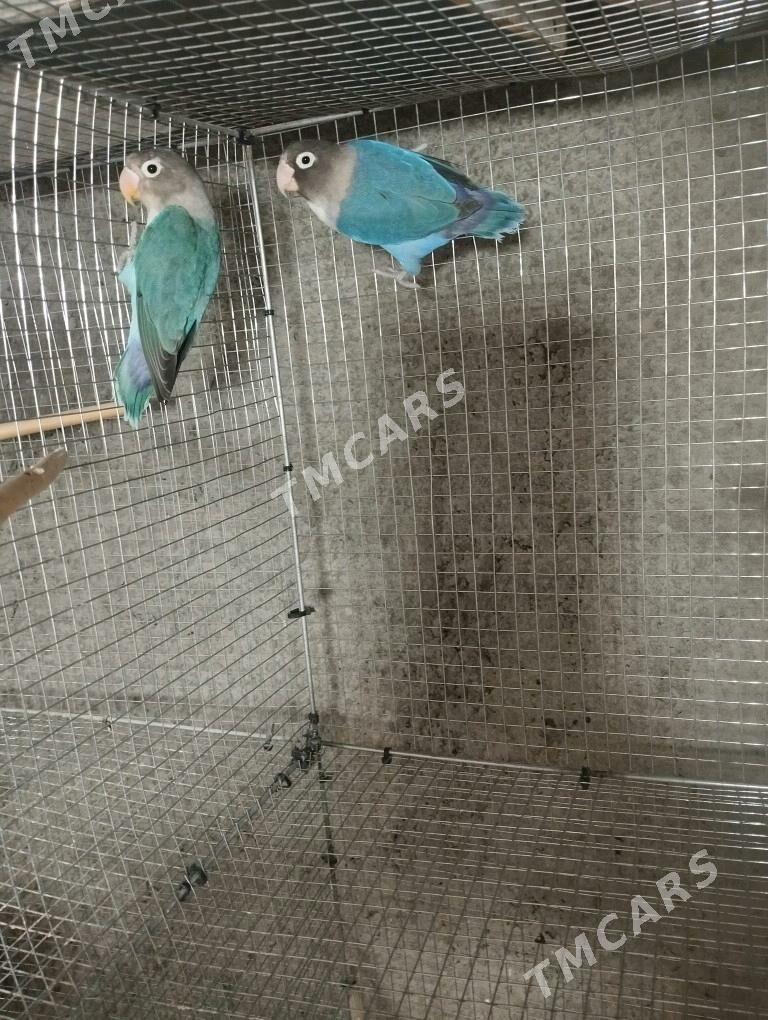 neraznusnik - Çoganly - img 2