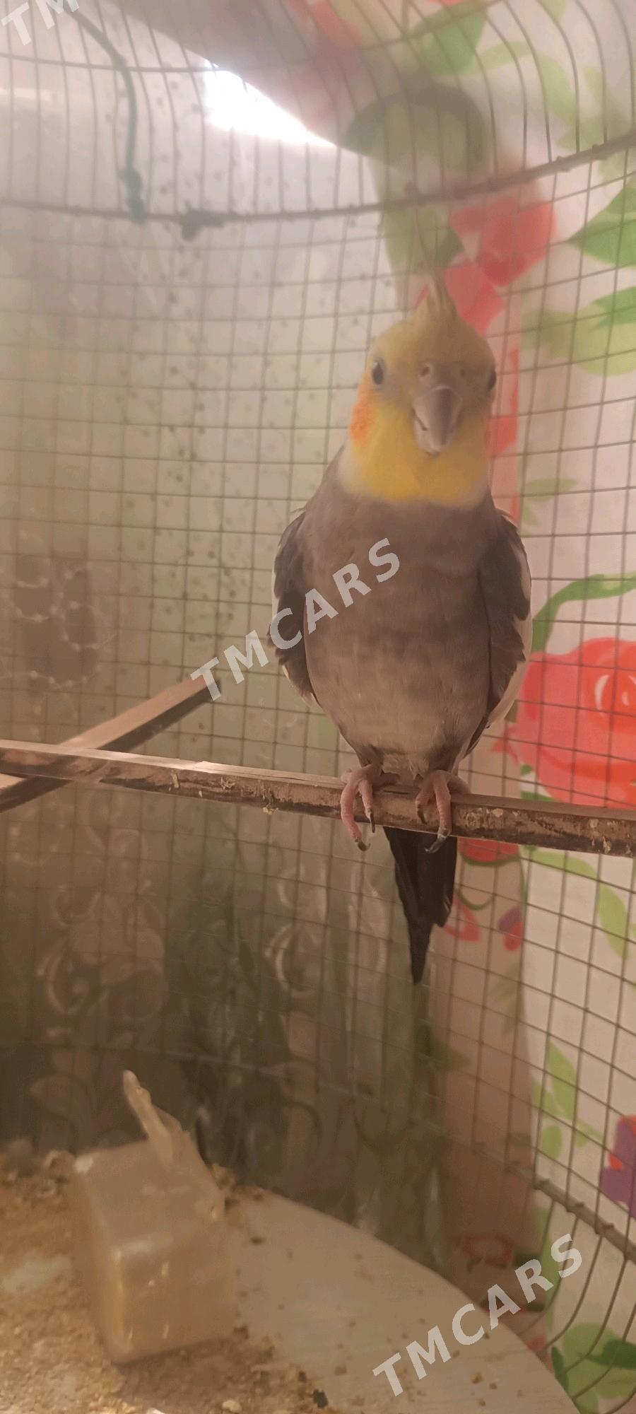 Корелла  самец - Türkmenabat - img 3