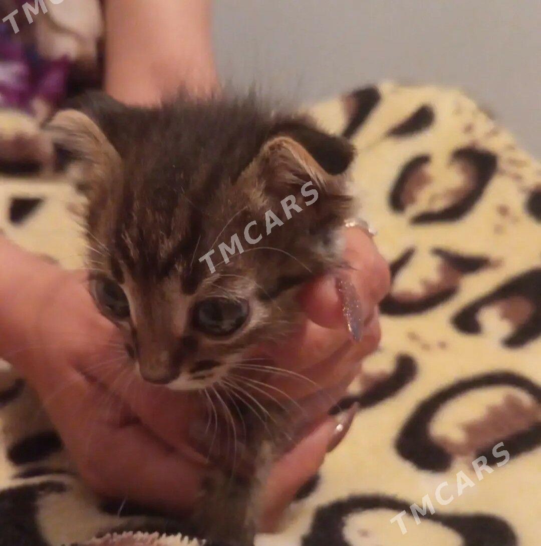 котята - Туркменбаши - img 4