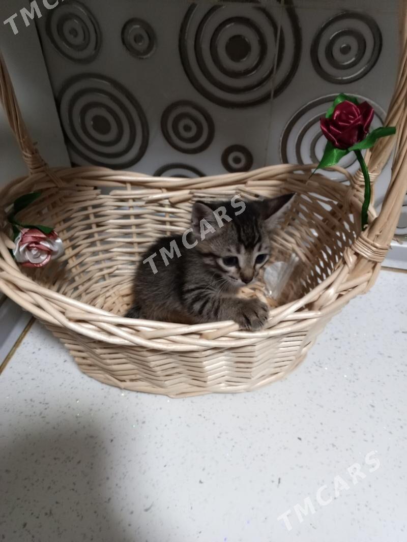 котята - Туркменбаши - img 2
