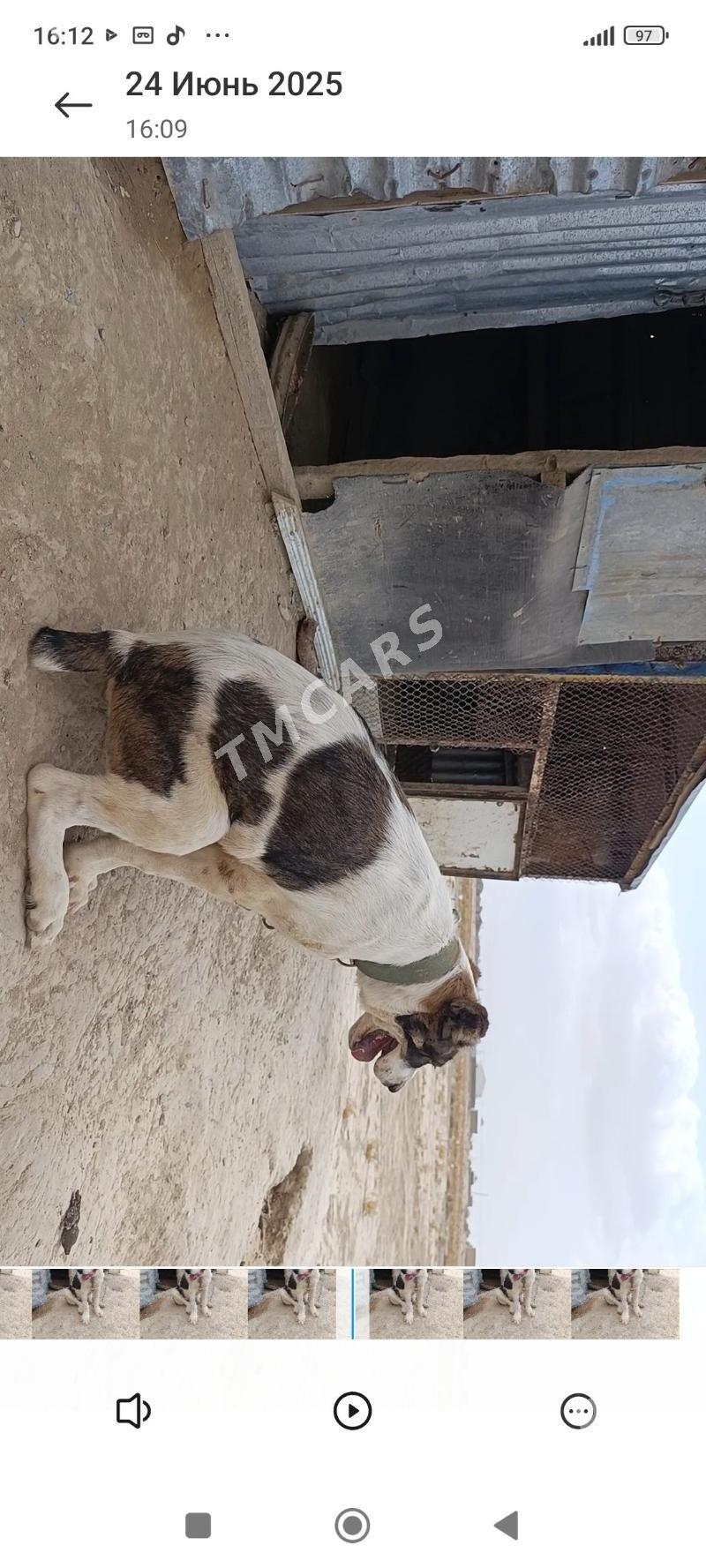 Garagöz - Gyzylarbat - img 3