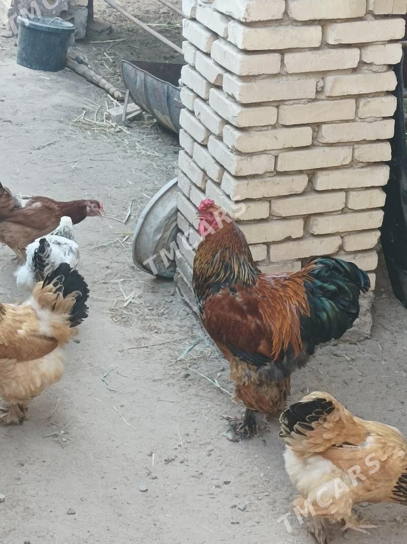 Brama - Wekilbazar - img 2