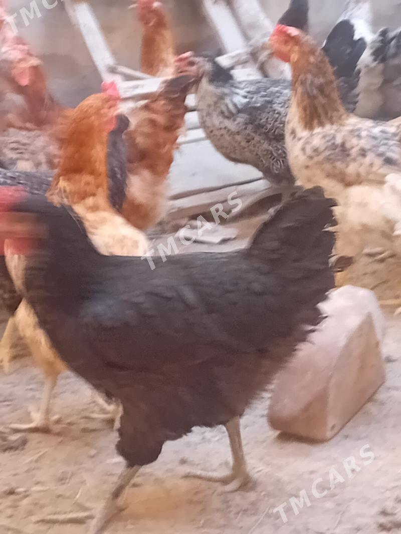 GEGANT TOWUKLAR - Сакар - img 3