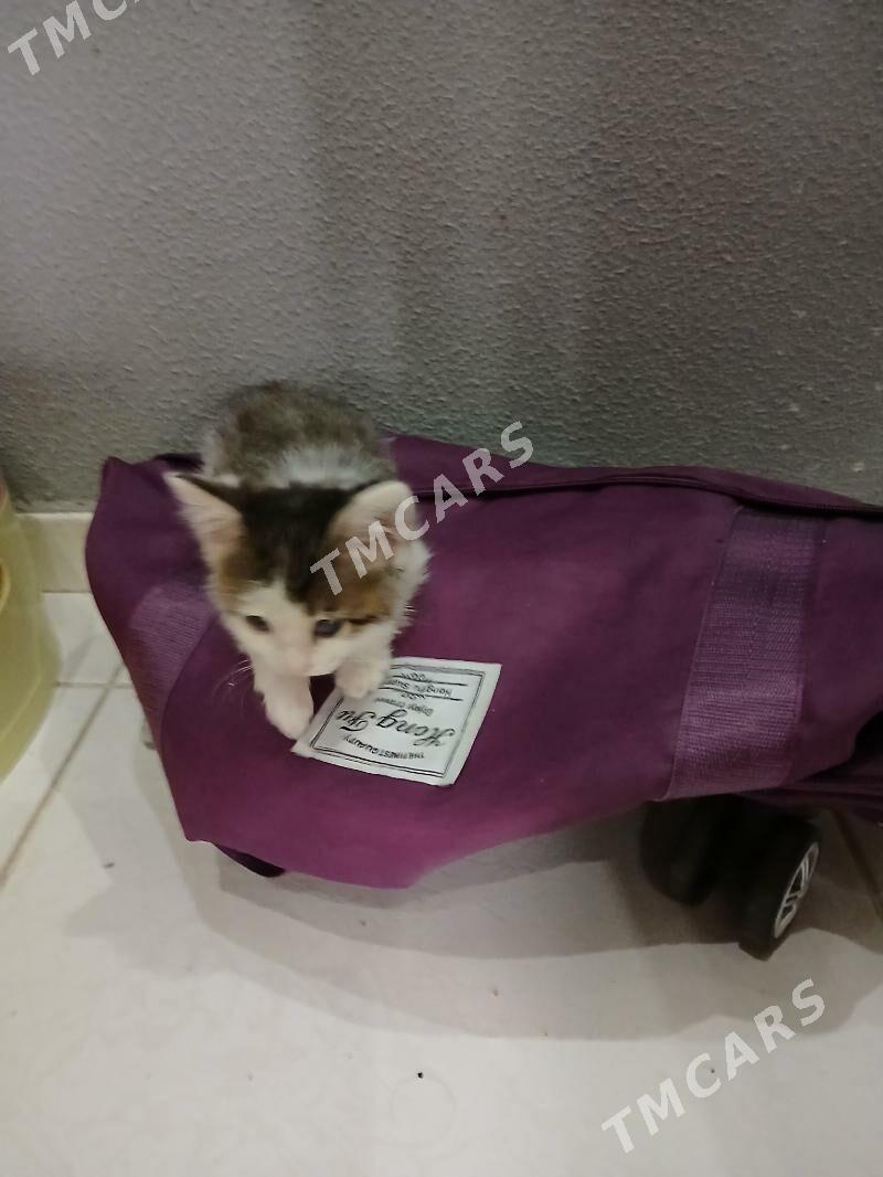 маленкий котёнок мальчик знает - Aşgabat - img 2