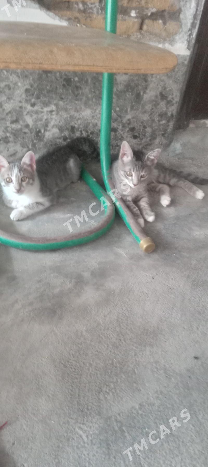 Котята - Türkmenabat - img 2