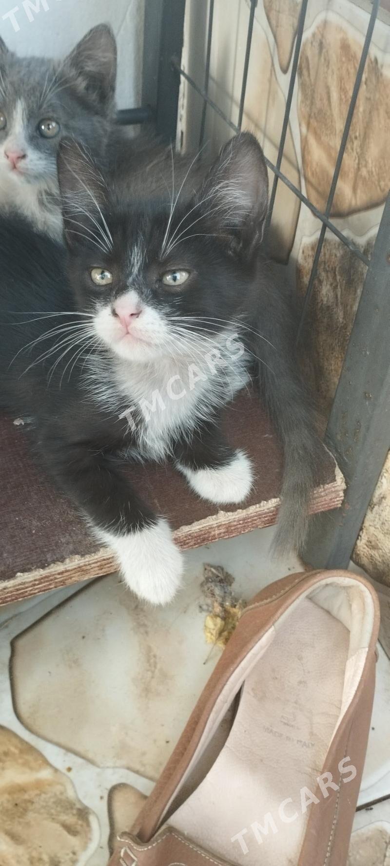 Котята - Aşgabat - img 6