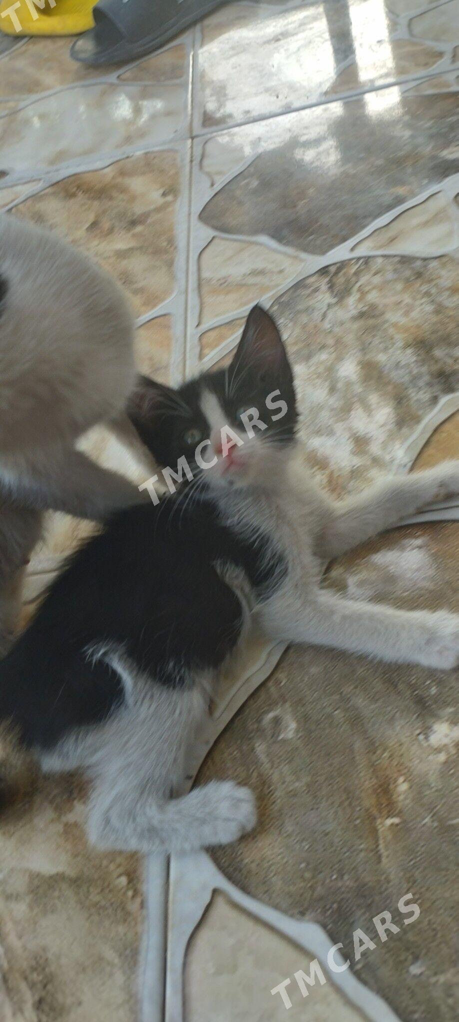 Котята - Aşgabat - img 5