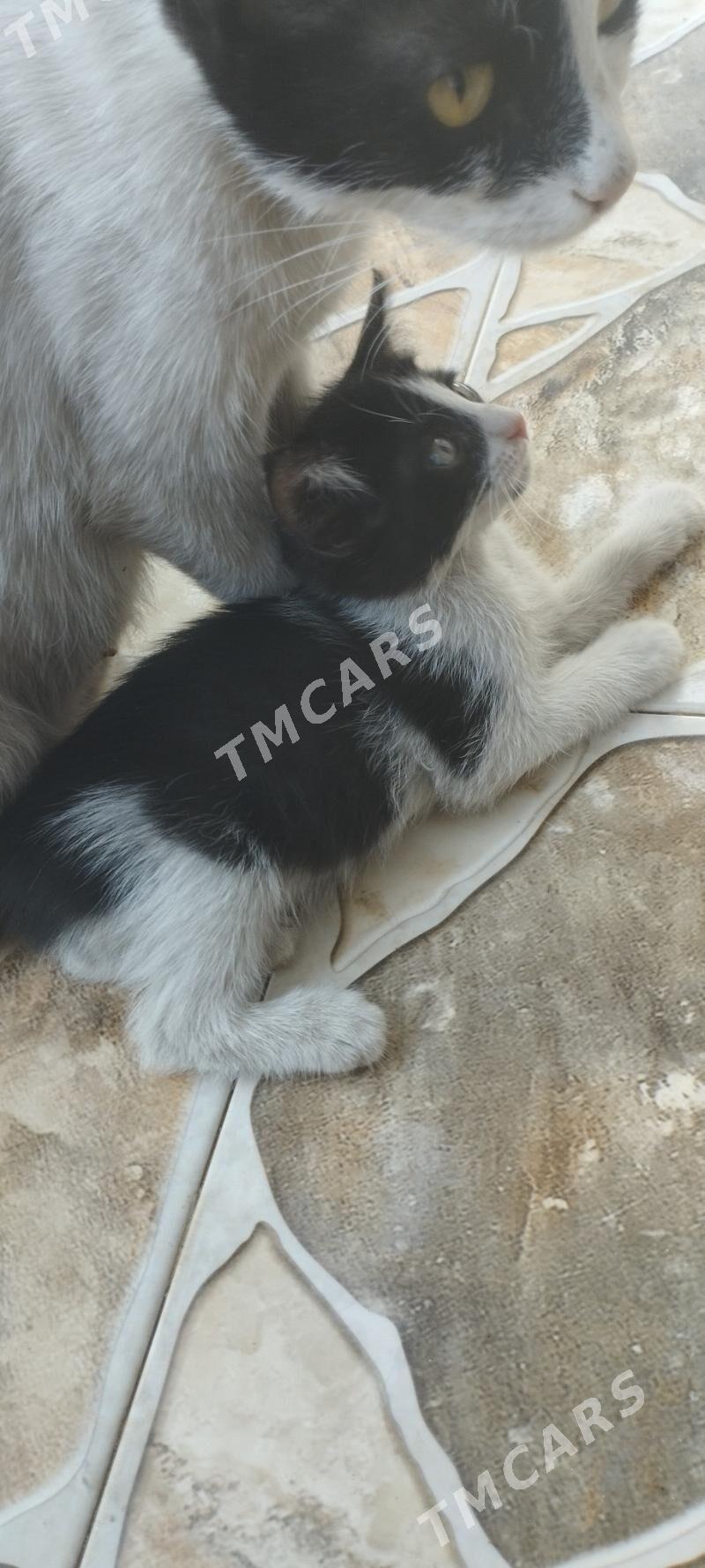 Котята - Aşgabat - img 2