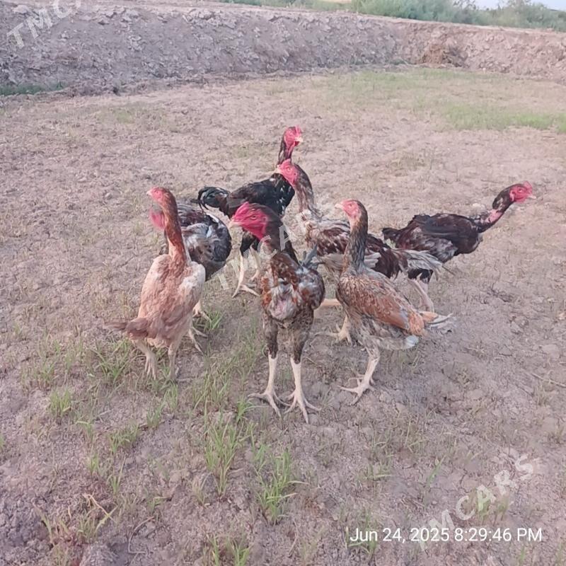 Paroda jujeler - Şabat etr. - img 2