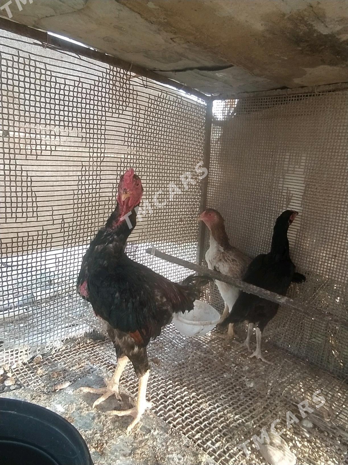 Taşkent horaz maki Ketegi bn - Kaka - img 3