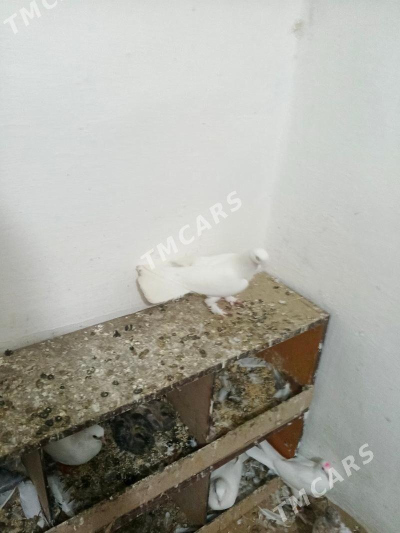 kepderi - Balkanabat - img 3