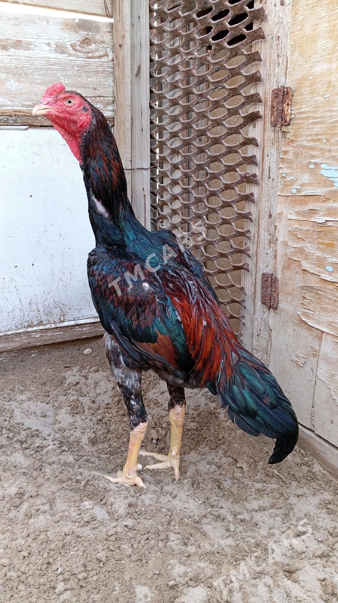 Taşkent horaz Şamo. - Джебел - img 4