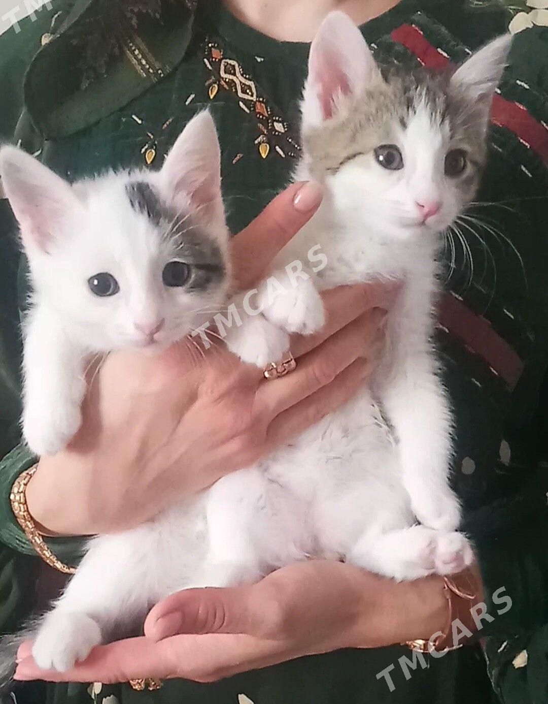 КОТЯТА - Ашхабад - img 2