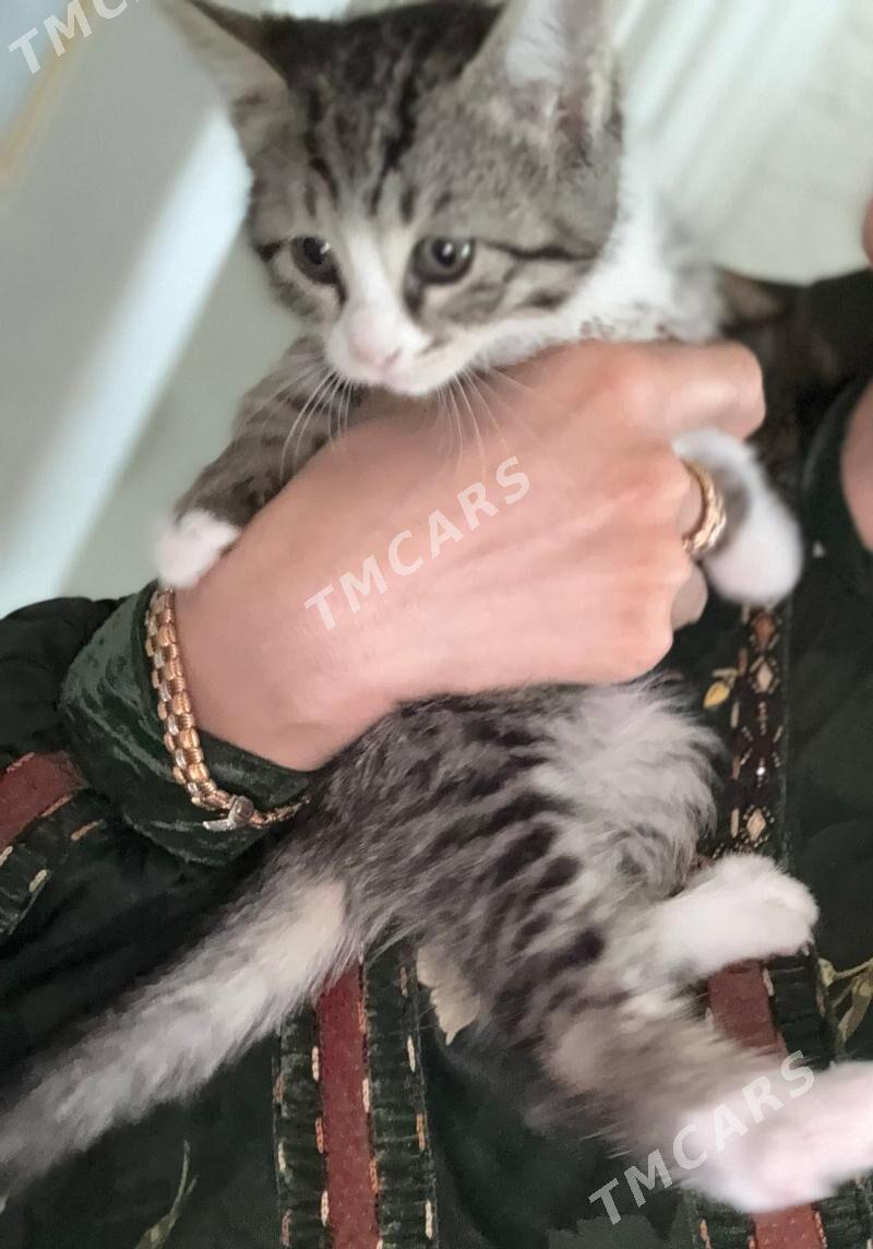 КОТЯТА - Ашхабад - img 4