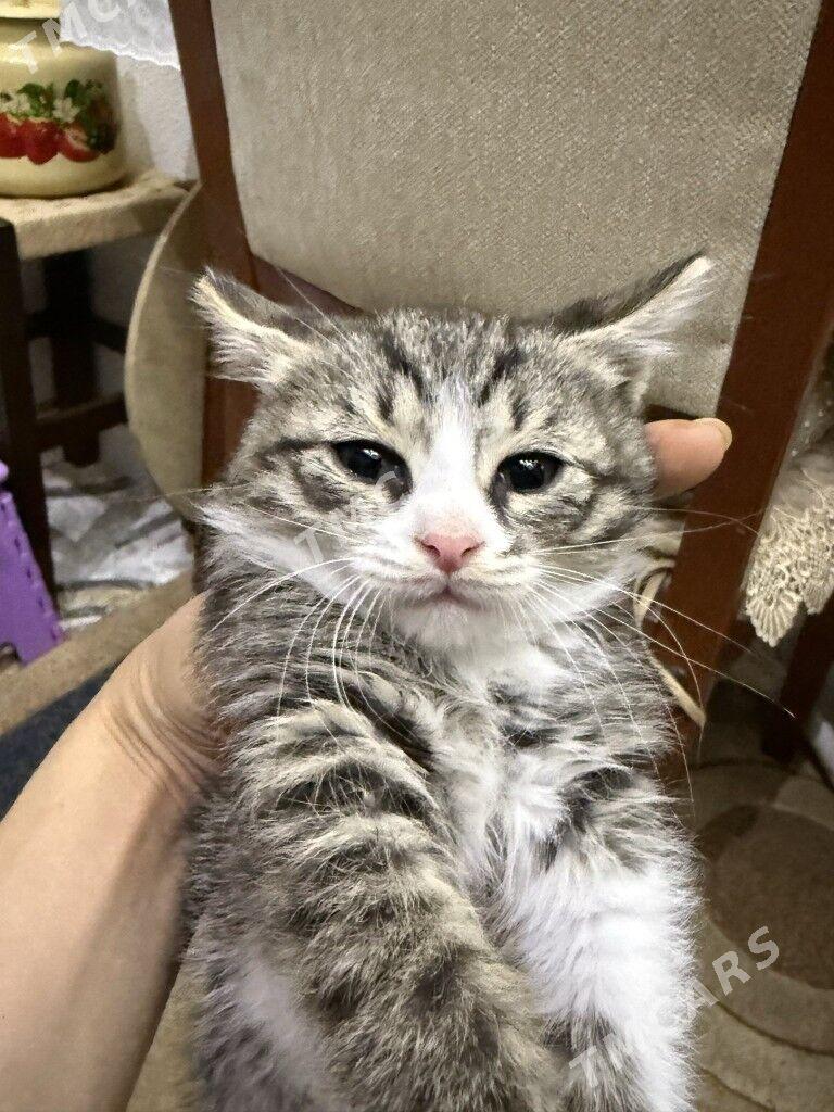 КОТЯТА - Ашхабад - img 3