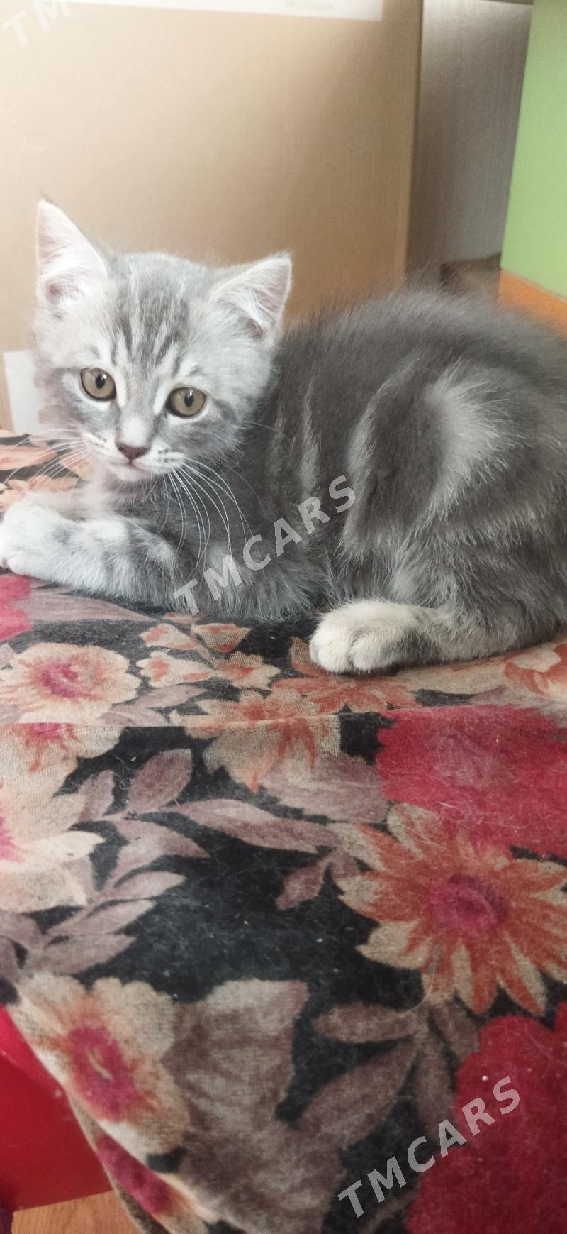 Котята - Türkmenabat - img 6